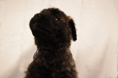 Rio, chiot bouvier des Flandres