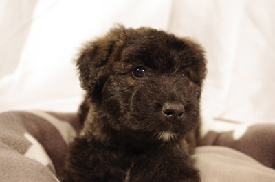 Rush, chiot bouvier des Flandres