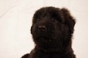 Schrek, chiot bouvier des Flandres