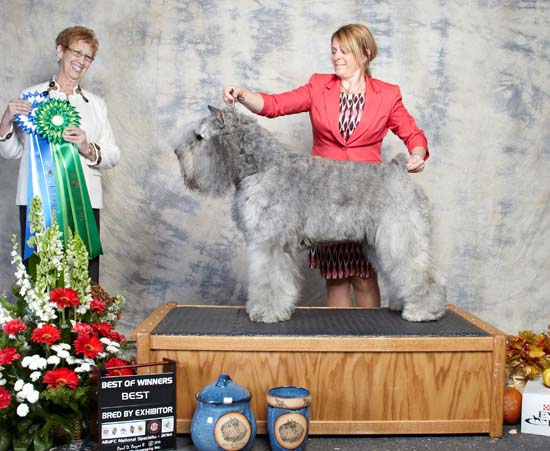 Jay Bouvier des Flandres