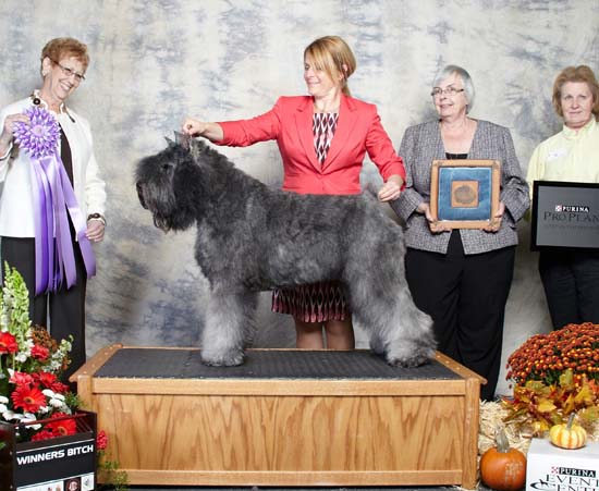 Kili Bouvier des Flandres