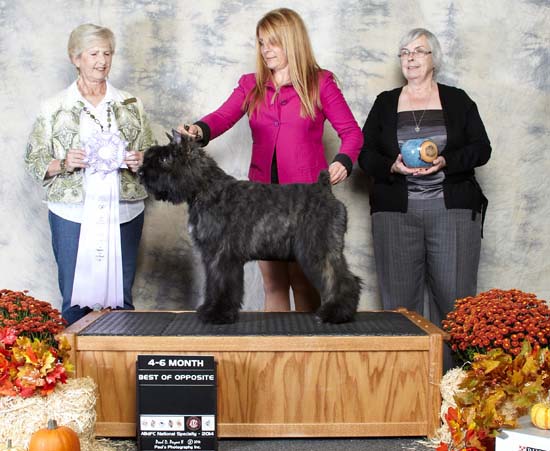 Emmy Bouvier des Flandres