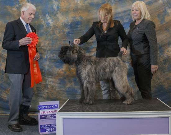 Tango Bouvier des Flandres