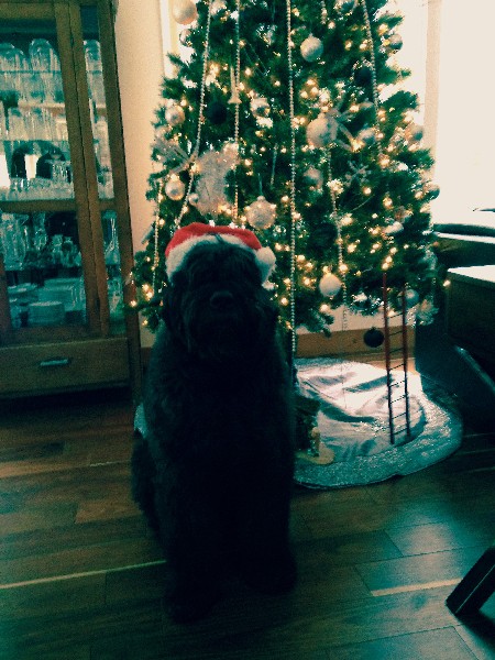 Bouvier des Flandres de Noel