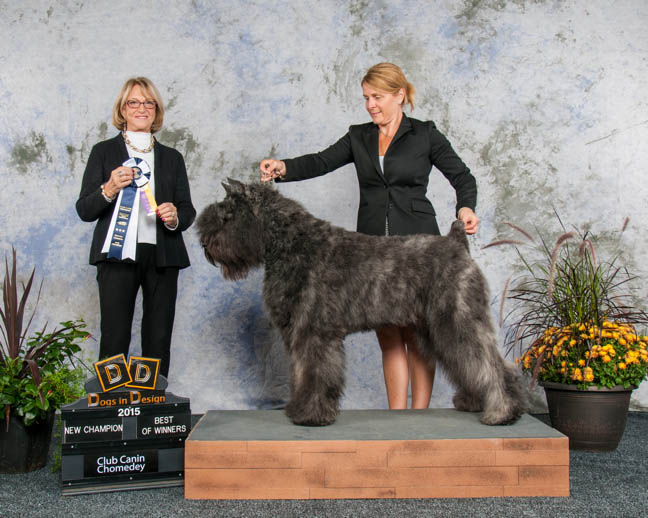 Stout Bouvier des Flandres