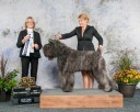 Stout Bouvier des Flandres