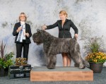 Stout Bouvier des Flandres