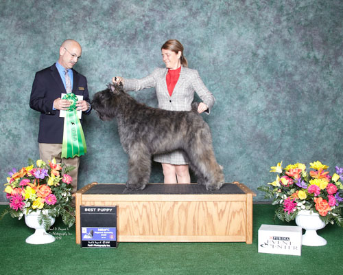 Harry best puppy in specialite 2018 us